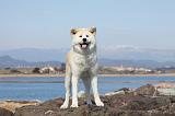 AKITA INU 211